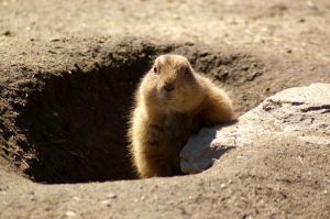 killing groundhogs with antifreeze