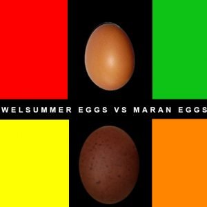 welsummer-eggs-vs-maran-eggs