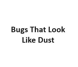 Bugs That Look Like Dust