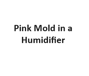 Pink Mold in a Humidifier